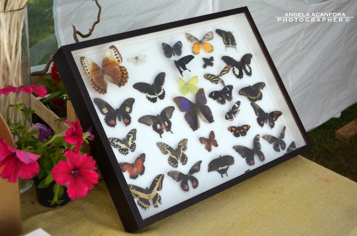 Universo delle farfalle (57)
